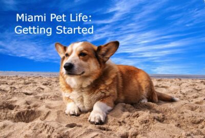 Miami Pet Life: Getting Started