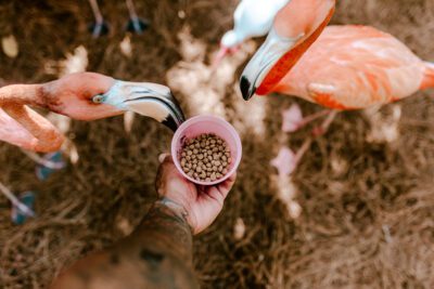 Jungle Island Animal Encounters at Wynwood in Miami Florida